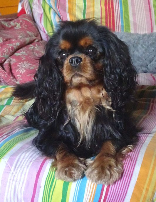 Tonnerre de brest of Sevijean's