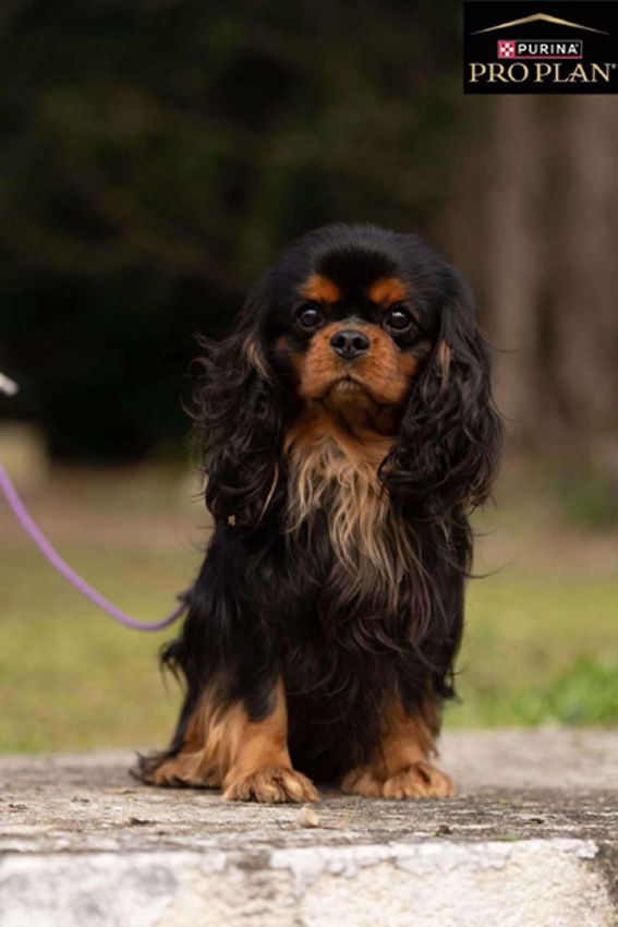 Tonnerre de brest of Sevijean's