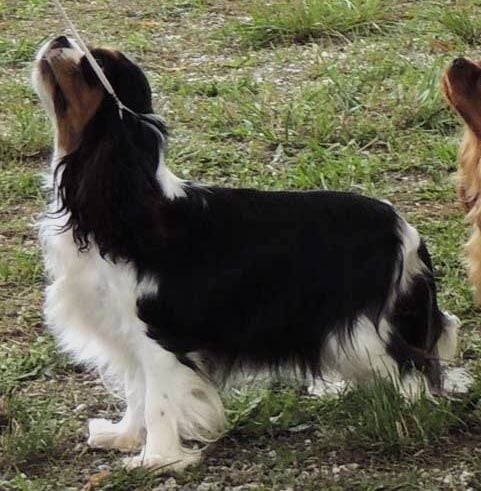 CH. Good girl du Jardin de Claire
