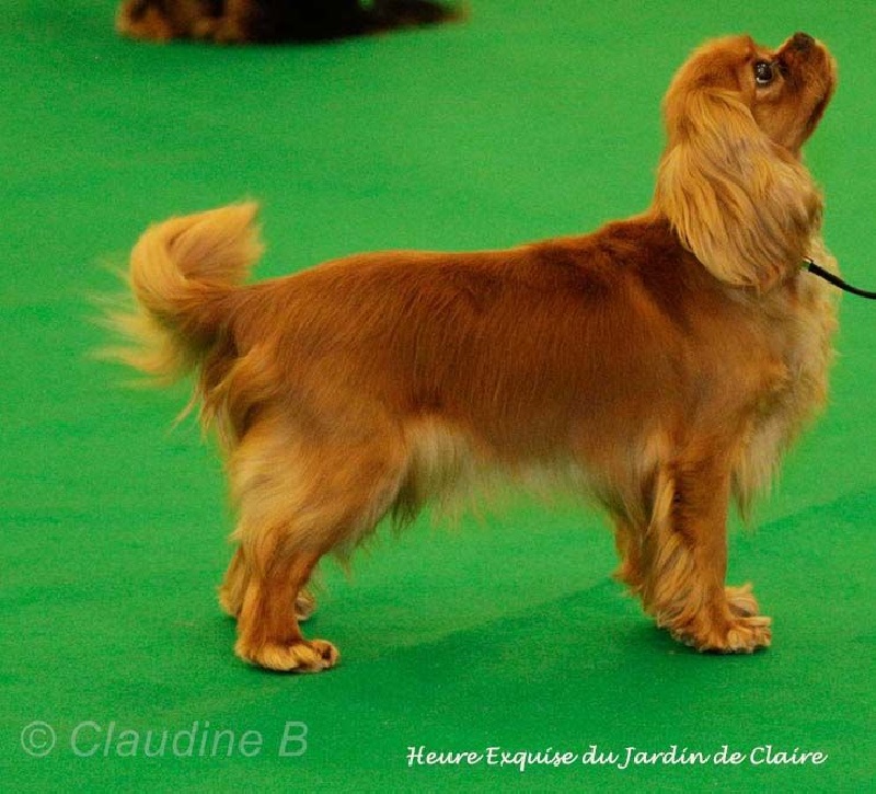 Heure exquise du Jardin de Claire