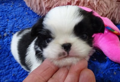 Les chiots de Epagneul Japonais