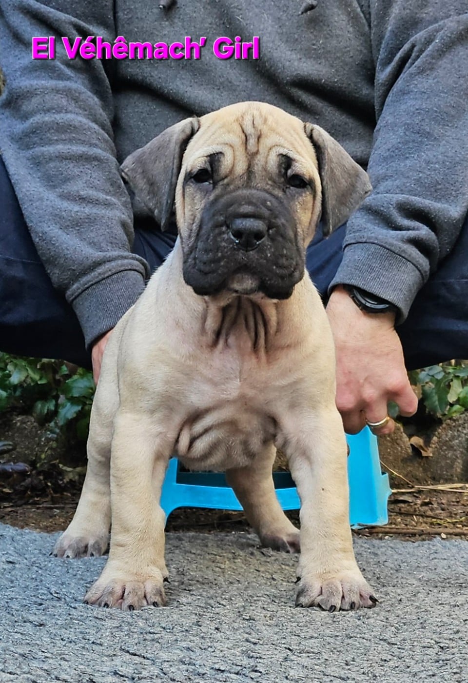 Collier fushia - Dogo Canario