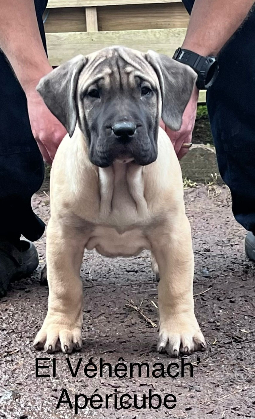 Apericube - Dogo Canario