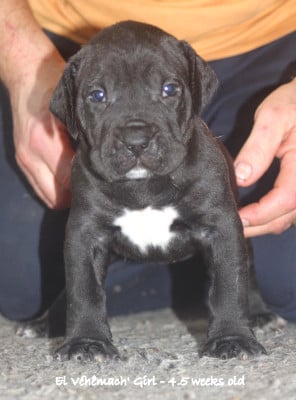 Femelle - Dogo Canario