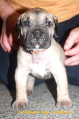 Collier orange - Dogo Canario