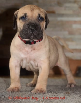 Collier rouge - Dogo Canario