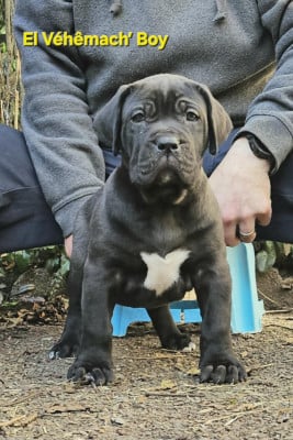 Les chiots de Dogo Canario