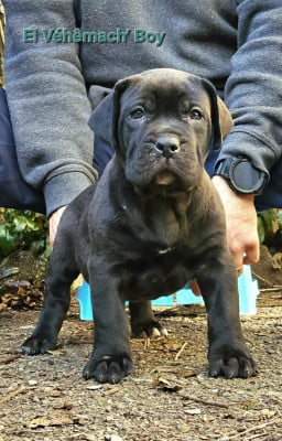 Les chiots de Dogo Canario