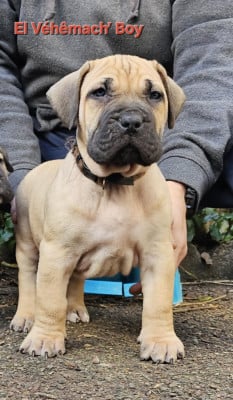 Les chiots de Dogo Canario
