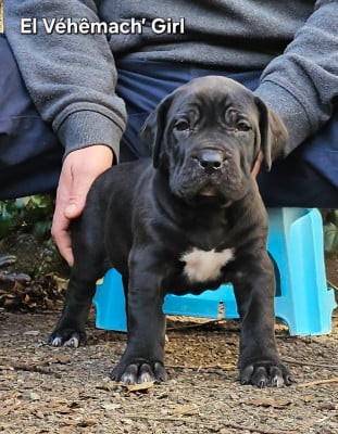 Les chiots de Dogo Canario