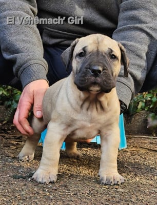 Les chiots de Dogo Canario