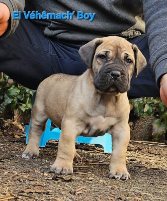 Les chiots de Dogo Canario