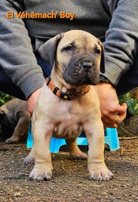 Les chiots de Dogo Canario