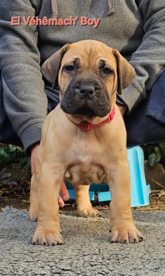 Les chiots de Dogo Canario