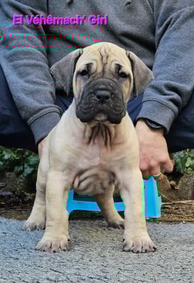 Les chiots de Dogo Canario