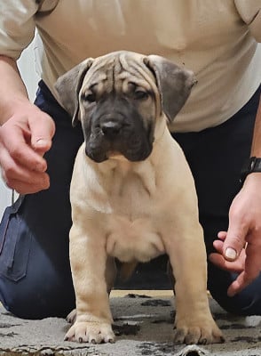 Les chiots de Dogo Canario