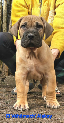 Les chiots de Dogo Canario