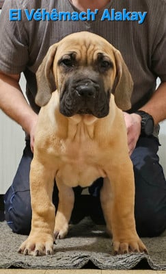 Les chiots de Dogo Canario