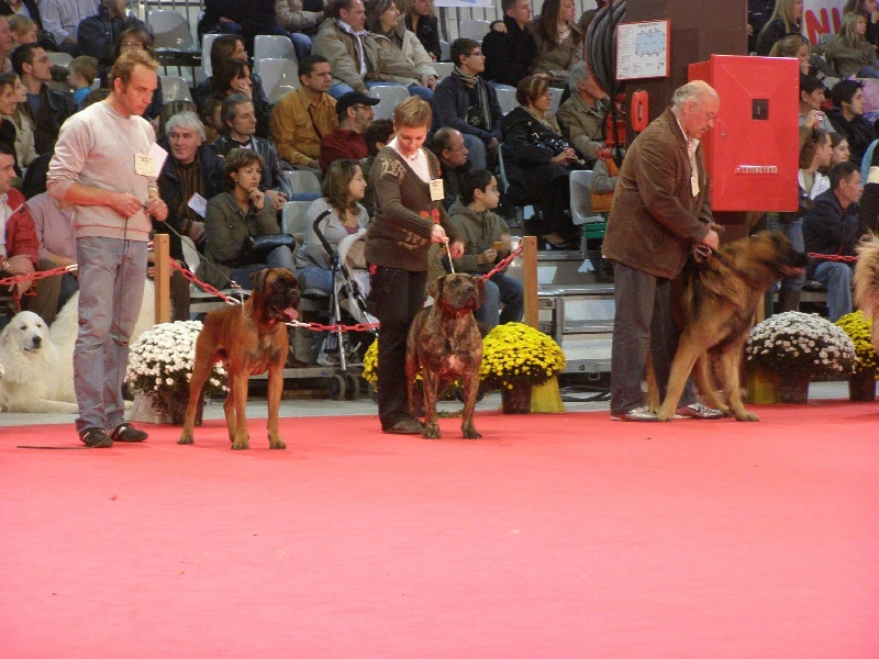 CH. guanchos Hiara - 1° Excellent - Meilleur Jeune