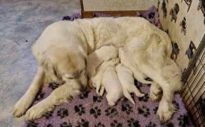 Les chiots de Berger de Podhale - Tatra