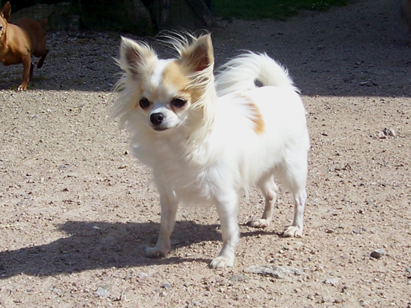 Publication : De Vindhyana Valley Auteur : Aurélie MONNIER