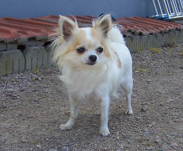 Publication : De Vindhyana Valley Auteur : Aurélie MONNIER