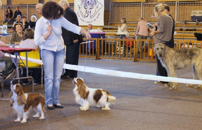 Fair play De blanc miroir - 1er Excellent CAC - Classe Ouverte