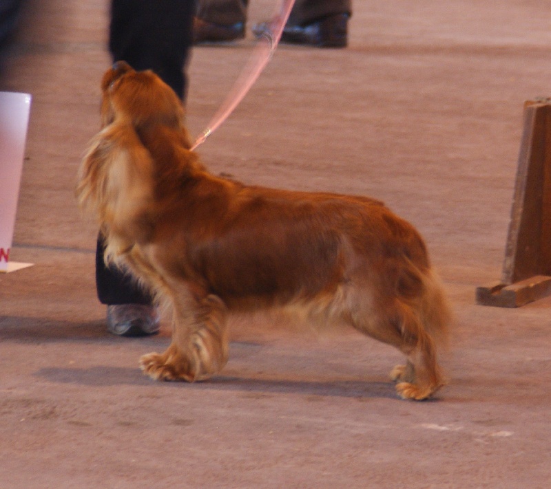 Miletree Moss rose - 1ère Excellente CAC - Classe Ouverte