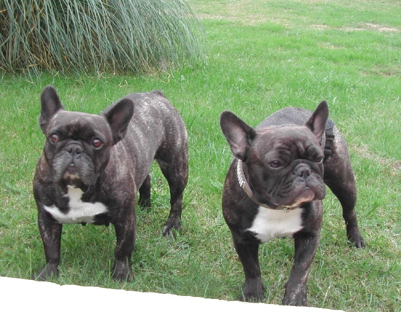 Publication : Du clos des hesperides Auteur : Martine PITON