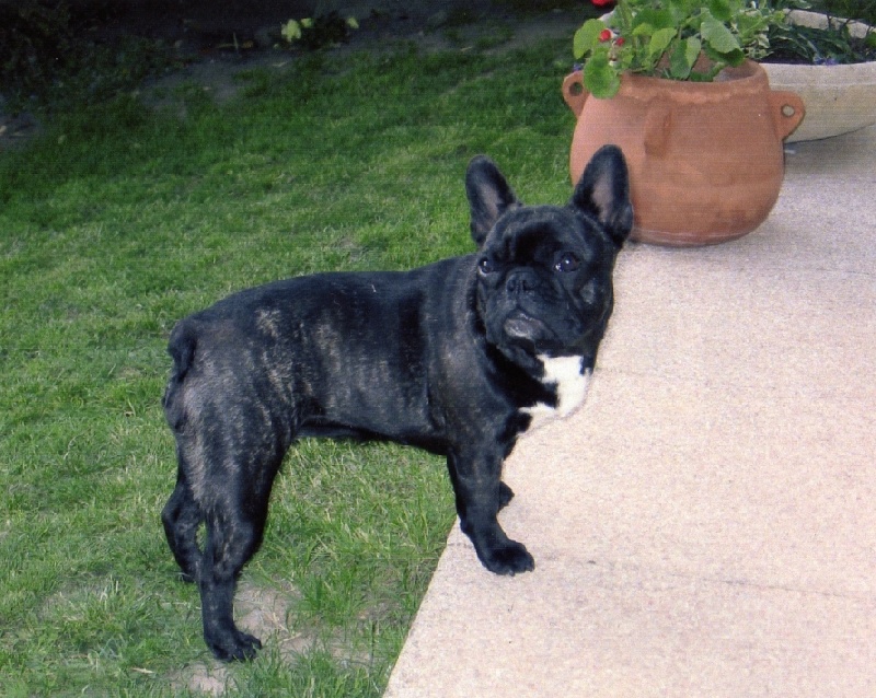 Publication : Du clos des hesperides Auteur : Martine PITON