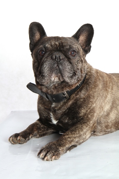 Publication : Du clos des hesperides Auteur : Martine P.