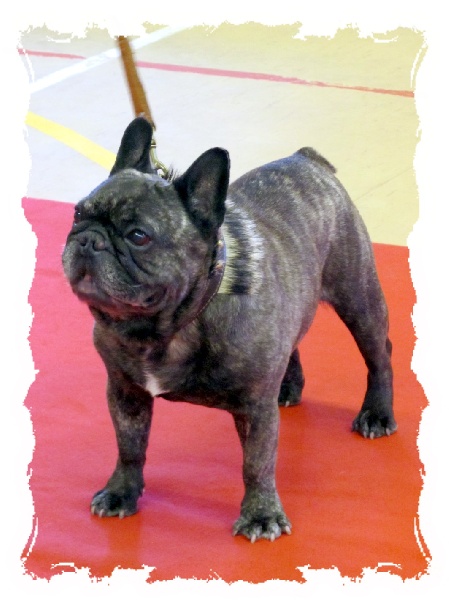 Publication : Du clos des hesperides Auteur : Martine P.