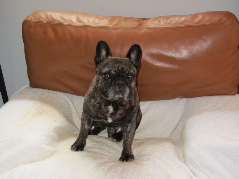 Publication : Du clos des hesperides Auteur : Martine P.