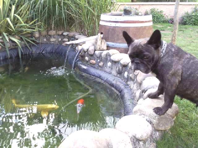 Publication : Du clos des hesperides Auteur : Martine PITON