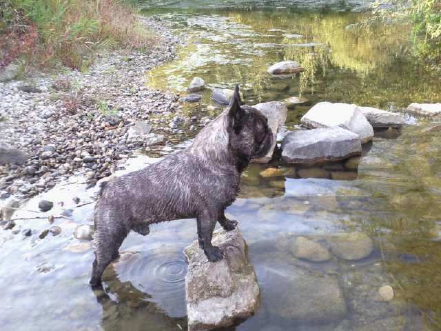 Publication : Du clos des hesperides Auteur : Martine P.