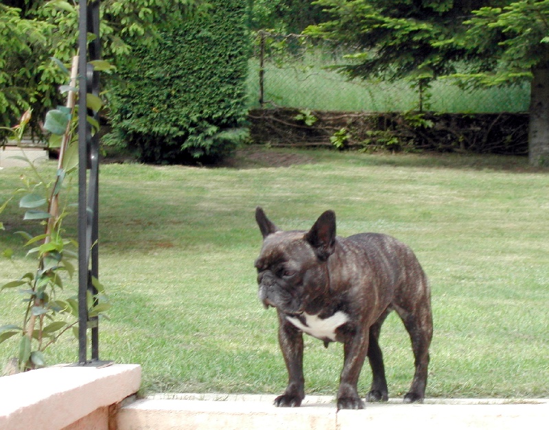 Publication : Du clos des hesperides Auteur : Martine PITON