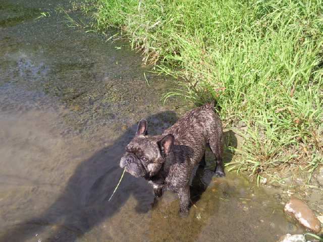Publication : Du clos des hesperides Auteur : Martine P.