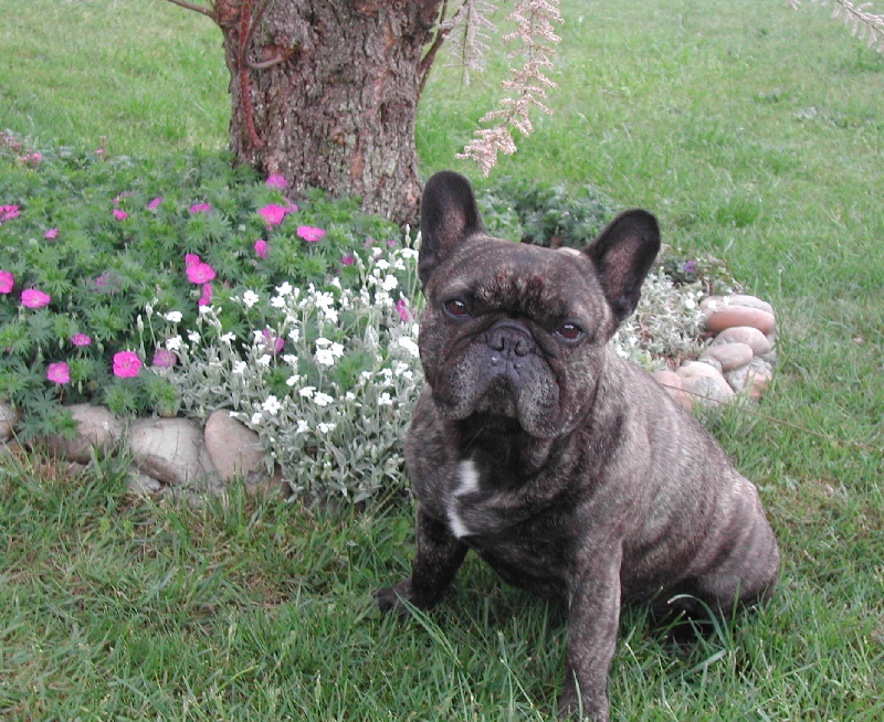 Publication : Du clos des hesperides Auteur : Martine P.