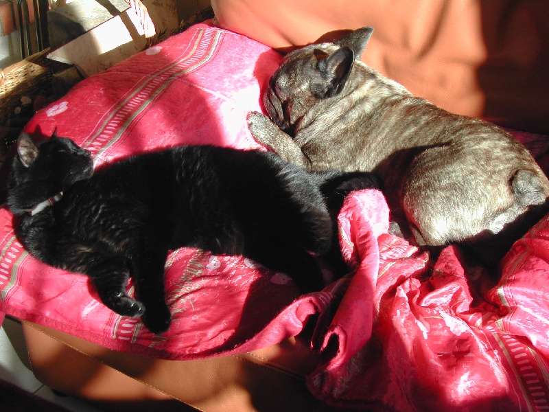 Publication : Du clos des hesperides Auteur : Martine P.