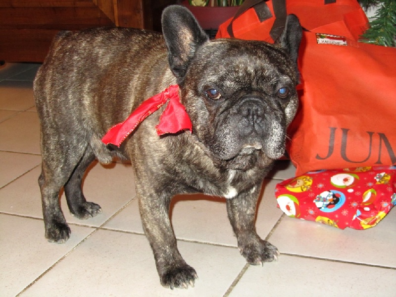 Publication : Du clos des hesperides Auteur : Martine P.