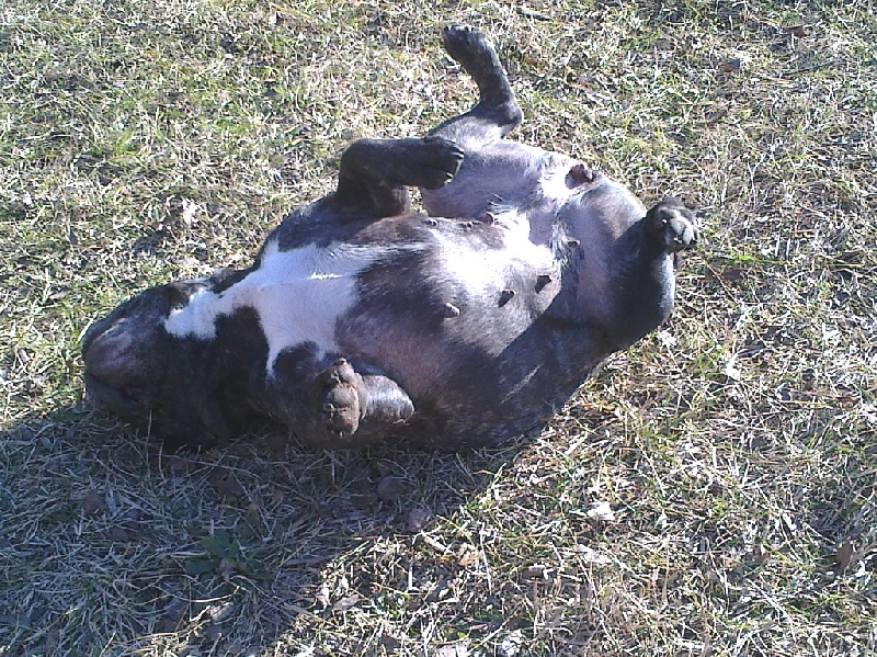 Publication : Du clos des hesperides Auteur : Martine PITON