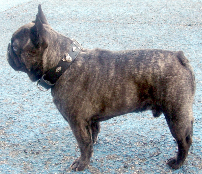 Publication : Du clos des hesperides Auteur : Martine P.