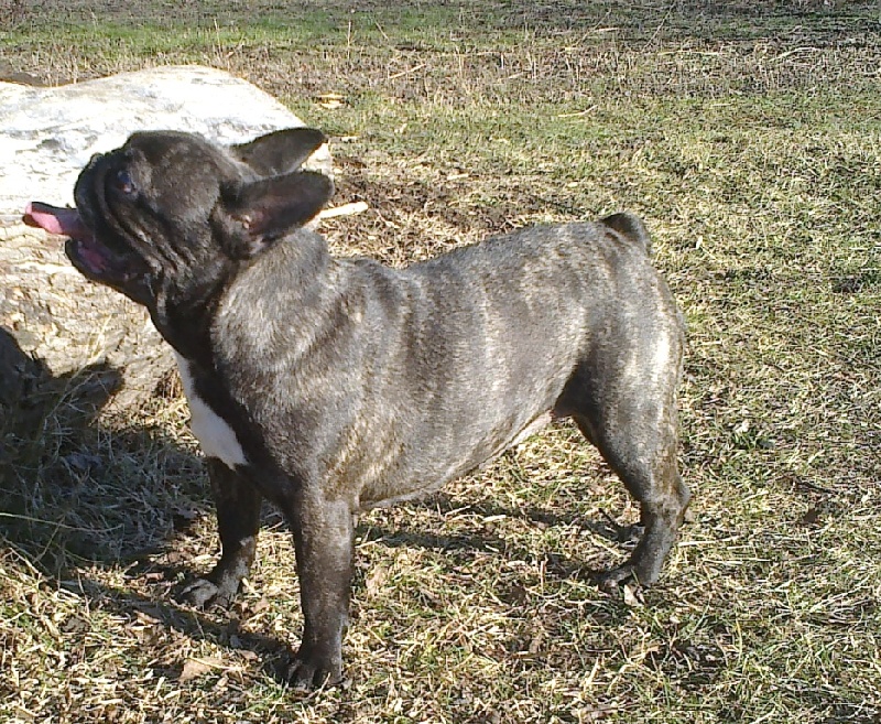 Publication : Du clos des hesperides Auteur : Martine PITON