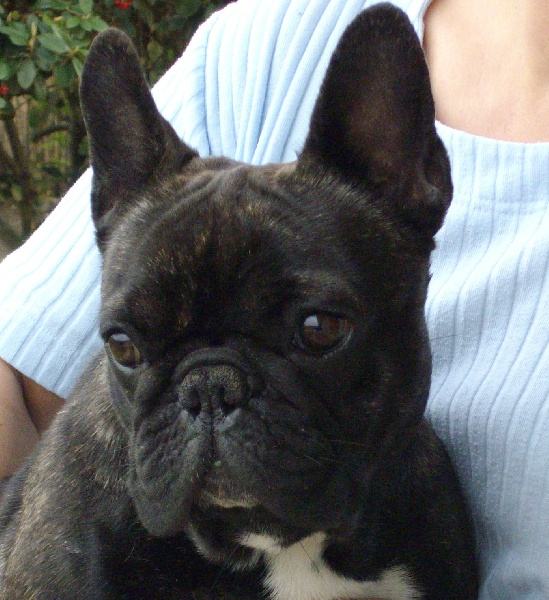 Publication : Du clos des hesperides Auteur : Martine PITON