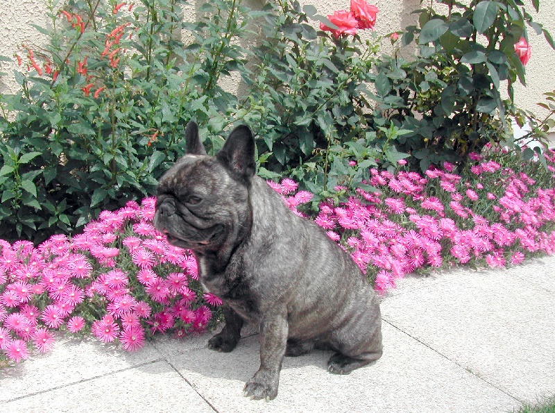 Publication : Du clos des hesperides Auteur : Martine P.