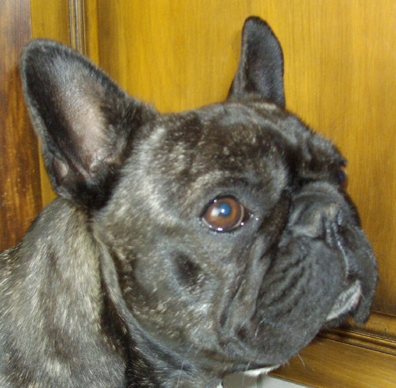 Publication : Du clos des hesperides Auteur : Martine PITON