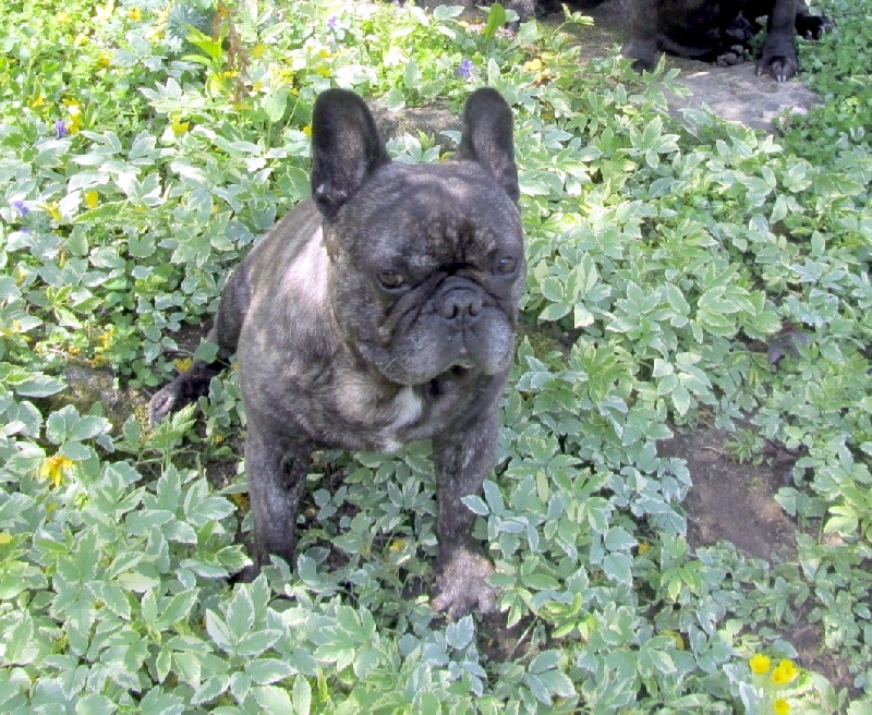 Publication : Du clos des hesperides Auteur : Martine P.