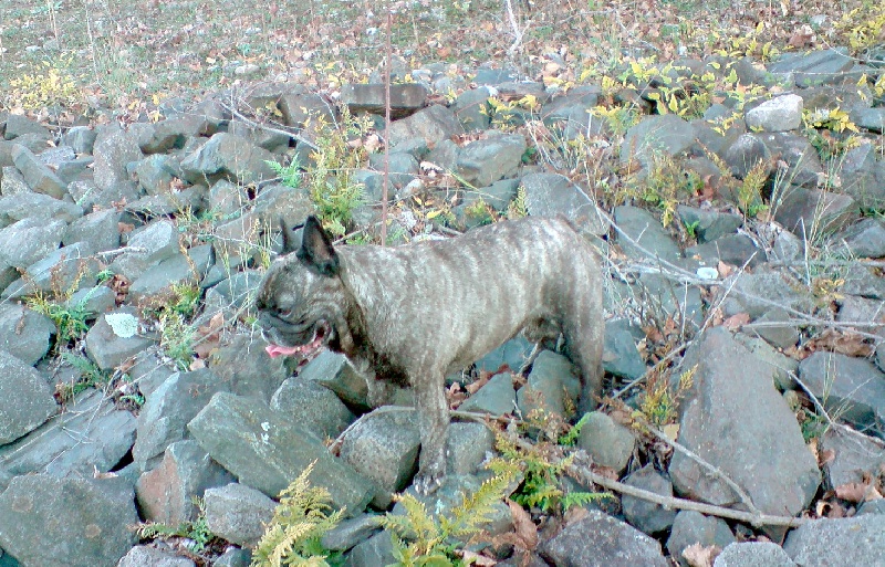 Publication : Du clos des hesperides Auteur : Martine P.