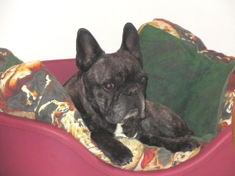 Publication : Du clos des hesperides Auteur : Martine PITON