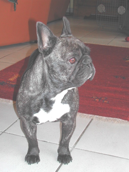 Publication : Du clos des hesperides Auteur : Martine PITON